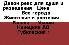 Девон рекс для души и разведения › Цена ­ 20 000 - Все города Животные и растения » Кошки   . Ямало-Ненецкий АО,Губкинский г.